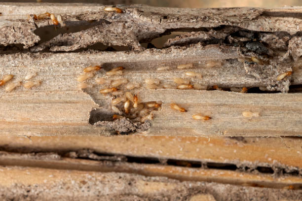 Best Best Pest Control Companies  in Minerva, OH