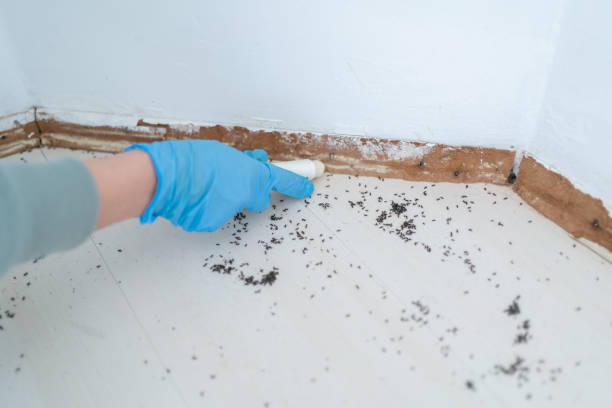 Best Emergency Pest Control  in Minerva, OH