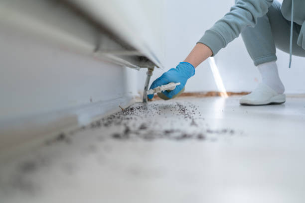 Best Flea Control Services  in Minerva, OH